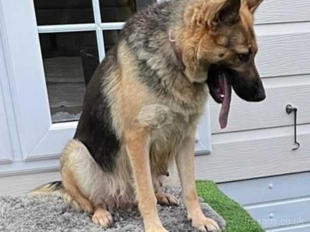 German Shepherd Girl penny - Image 4 of 5