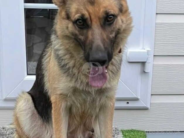 German Shepherd Girl penny - Image 5 of 5