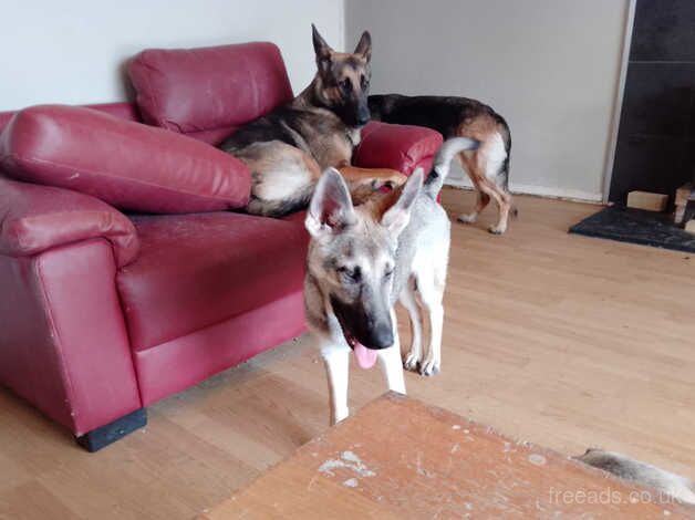 German Shepherd puppies for sale in Bradford, West Yorkshire – 3 years old - Image 4 of 4
