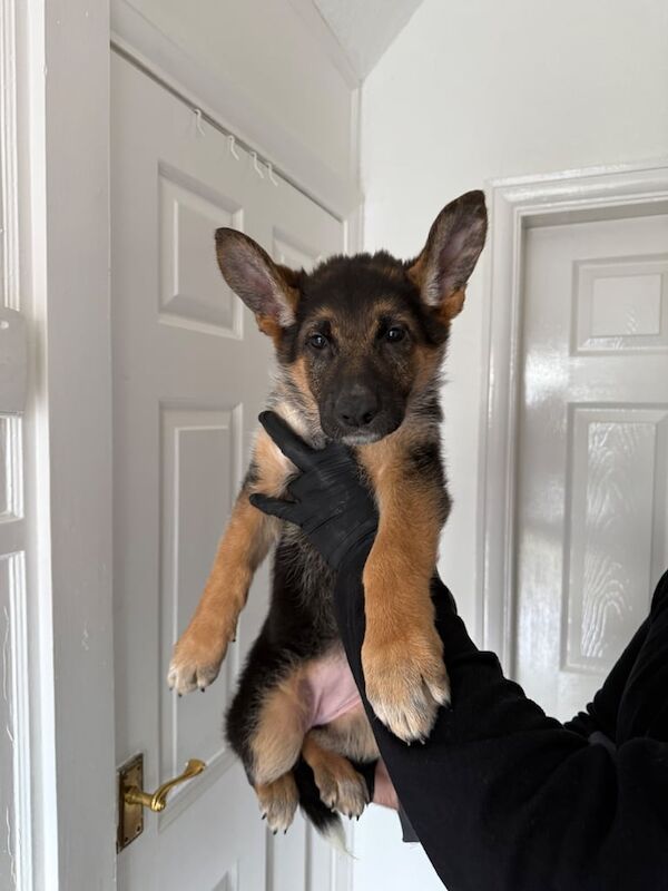 German shepherd kc champion female bitch puppy weeks old - Image 2 of 3