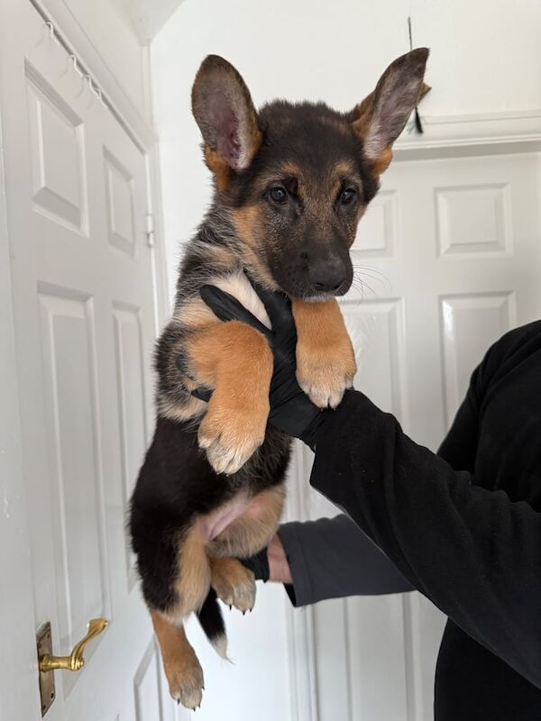 German shepherd kc champion female bitch puppy weeks old - Image 3 of 3