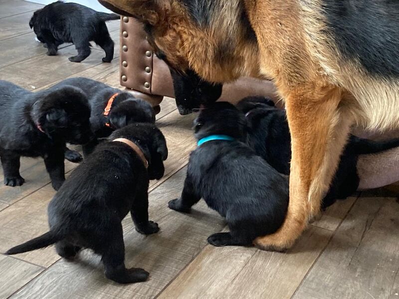 German Shepherd puppies for sale in Stafford, Staffordshire – 2 years old - Image 10 of 15