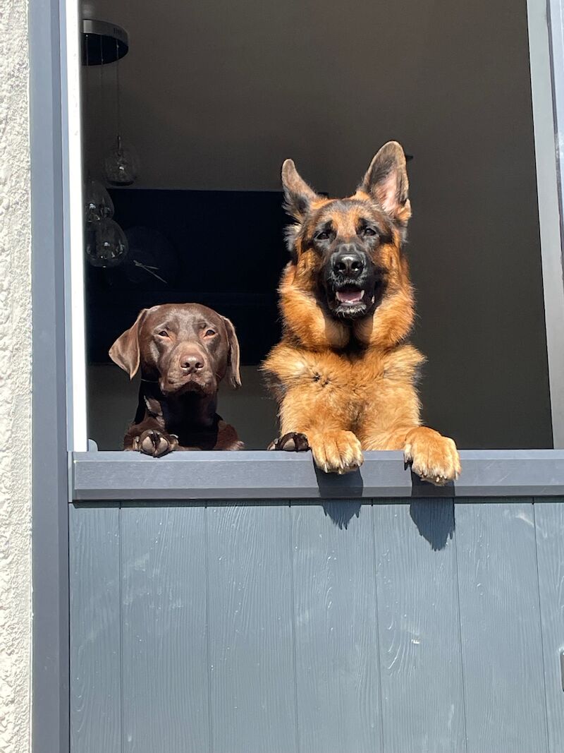 German Shepherd puppies for sale in Stafford, Staffordshire – 2 years old - Image 4 of 15
