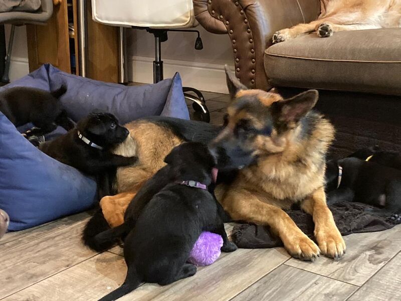 German Shepherd puppies for sale in Stafford, Staffordshire – 2 years old - Image 15 of 15