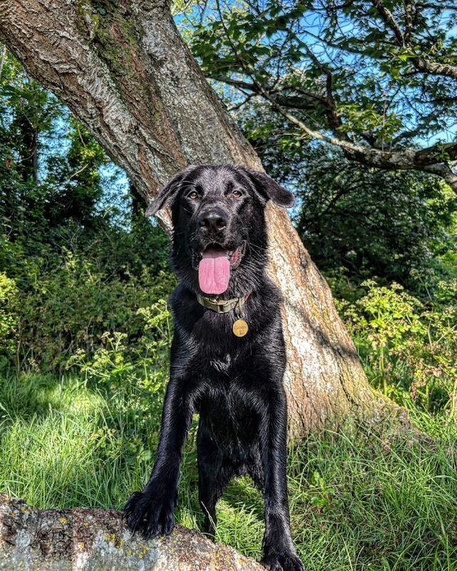 German Shepherd puppies for sale in Stafford, Staffordshire – 2 years old - Image 11 of 15