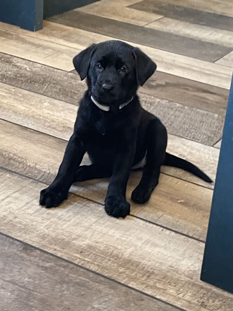 German Shepherd Labrador Cross - Sheprador for sale in Stafford, Staffordshire