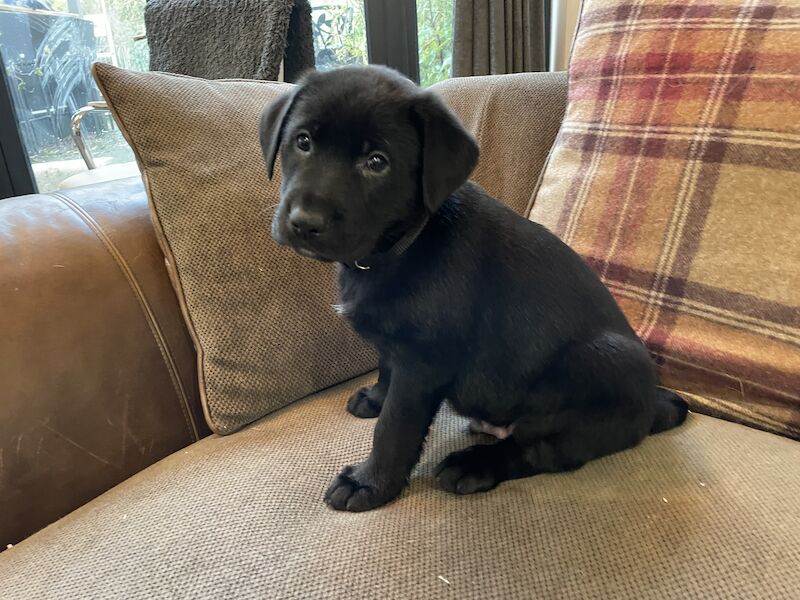 German Shepherd puppies for sale in Stafford, Staffordshire – 2 years old - Image 13 of 15