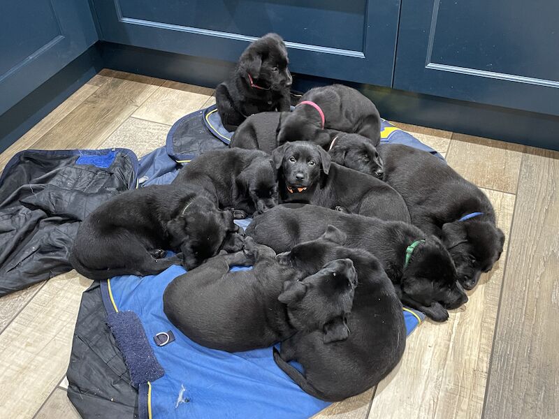 German Shepherd puppies for sale in Stafford, Staffordshire – 2 years old - Image 14 of 15