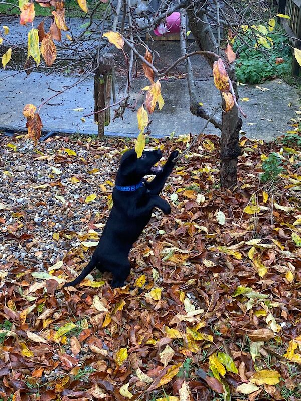 German Shepherd puppies for sale in Stafford, Staffordshire – 2 years old - Image 2 of 15