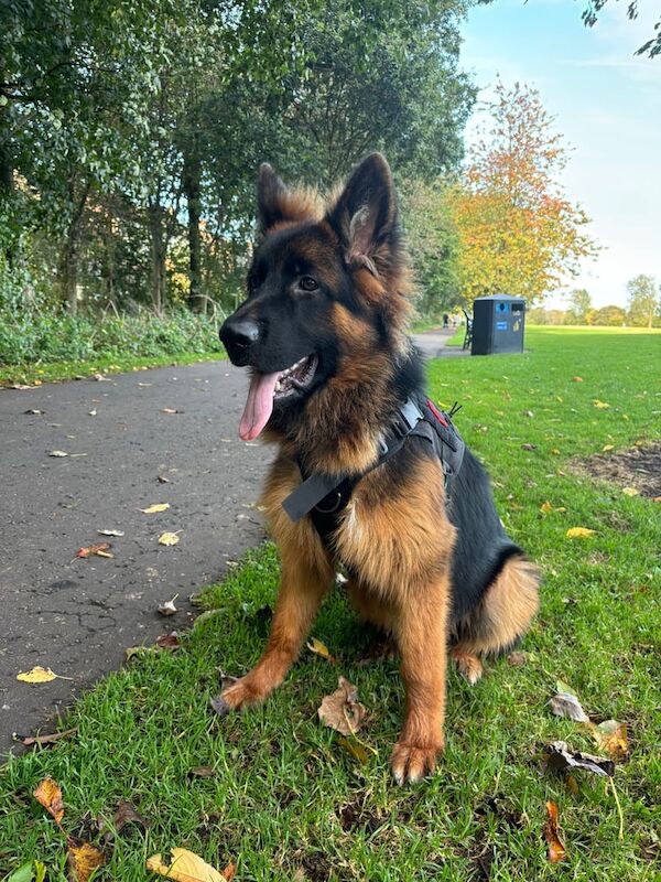 German Shepherd puppies for sale in Durham, Durham – 1 year old - Image 2 of 3