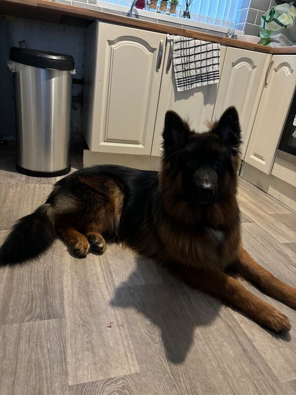 German Shepherd puppies for sale in Durham, Durham – 1 year old - Image 3 of 3