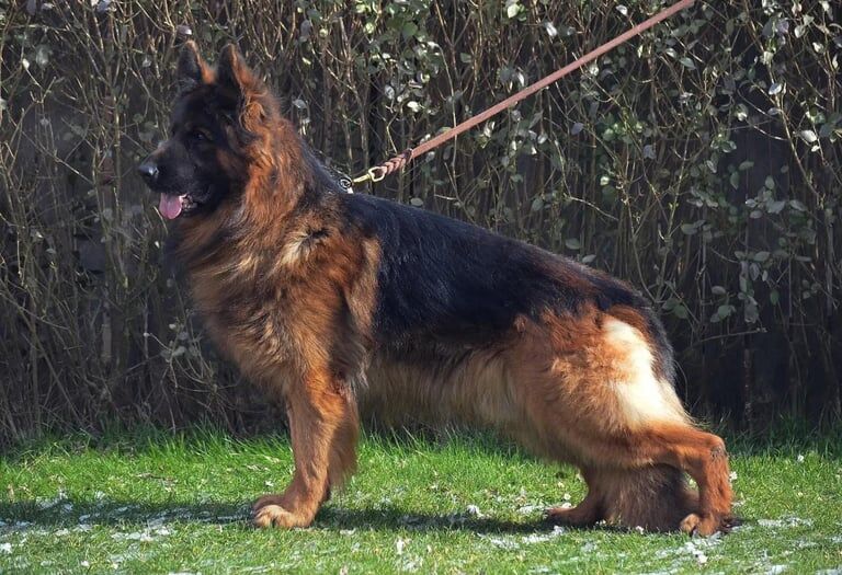 German shepherd long coat pups for sale in Antrim, County Antrim - Image 2