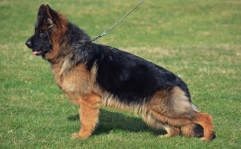German shepherd long coat pups for sale in Antrim, County Antrim - Image 3