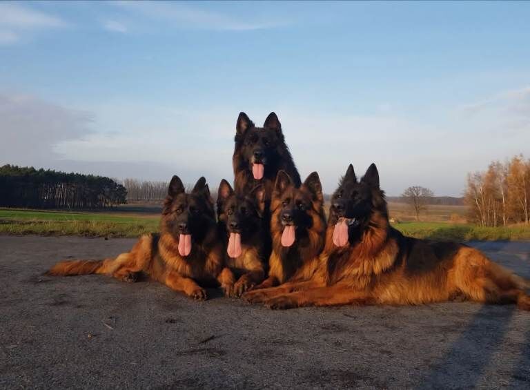 German Shepherd puppies for sale in Litherland, Merseyside – 6 weeks old - Image 2 of 4