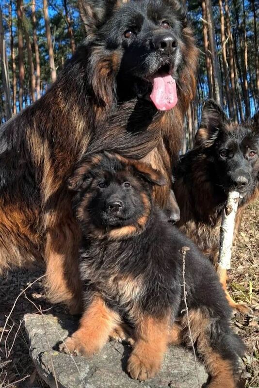 German Shepherd puppies for sale in Litherland, Merseyside – 6 weeks old - Image 3 of 4