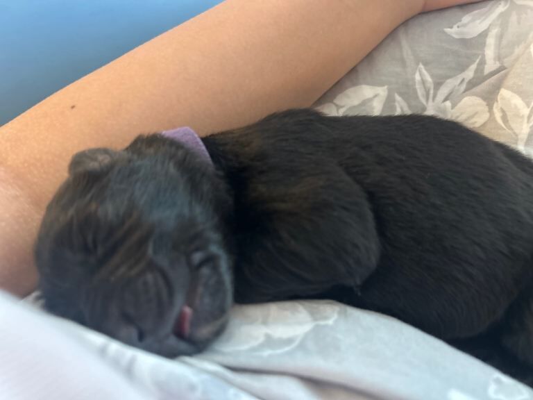 Black German Shepherd Puppies For Sale
