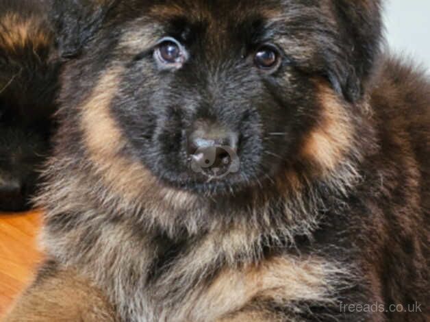 German Shepherds for sale in Catford, Lewisham, Greater London