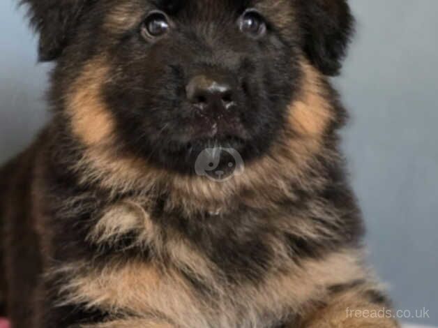 KC Registered German Shepherd Puppies for sale in Greater London