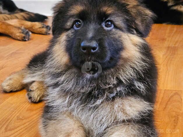 German Shepherd Puppies for sale