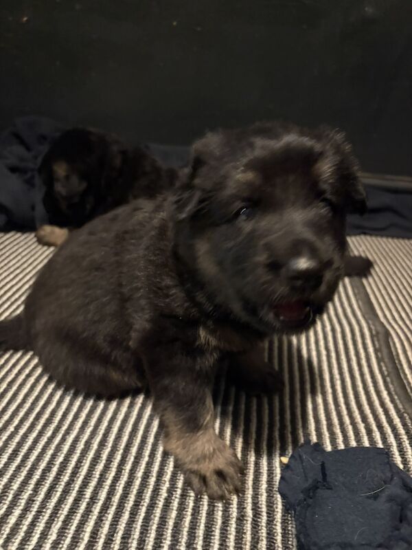 Black & Red German Shepherd puppies for sale in Great Dunmow, Essex – 3 weeks old