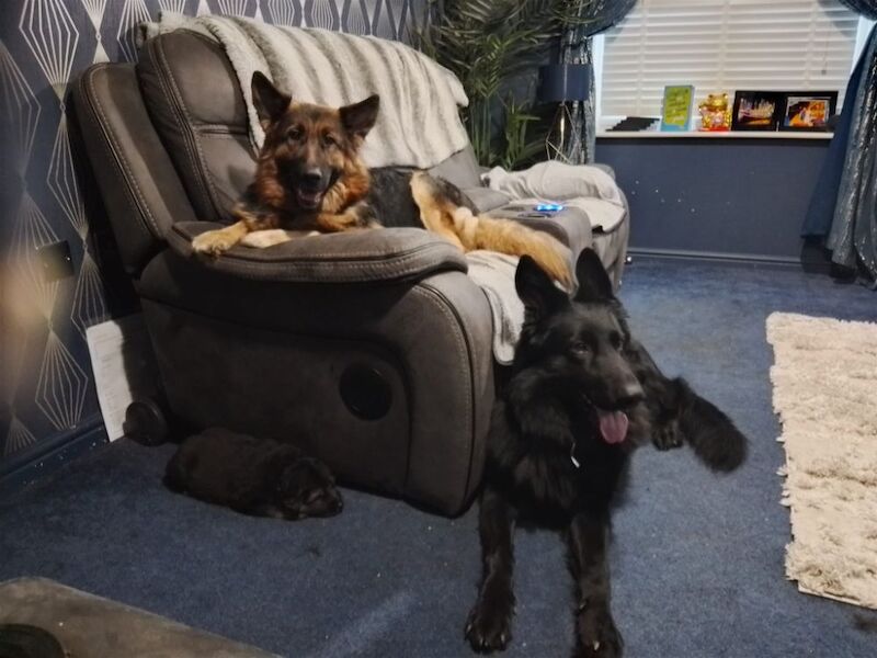 German Shepherd puppies for sale in Great Dunmow, Essex – 4 weeks old - Image 2 of 10