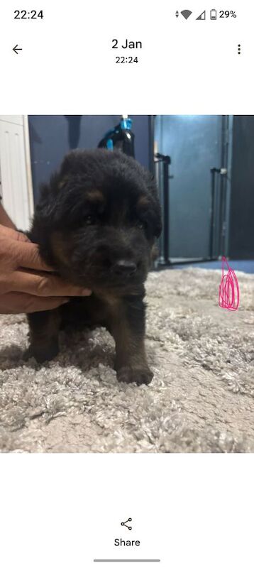 German Shepherd puppies for sale in Great Dunmow, Essex – 4 weeks old - Image 3 of 10