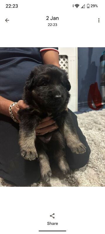 German Shepherd puppies for sale in Great Dunmow, Essex – 4 weeks old - Image 4 of 10