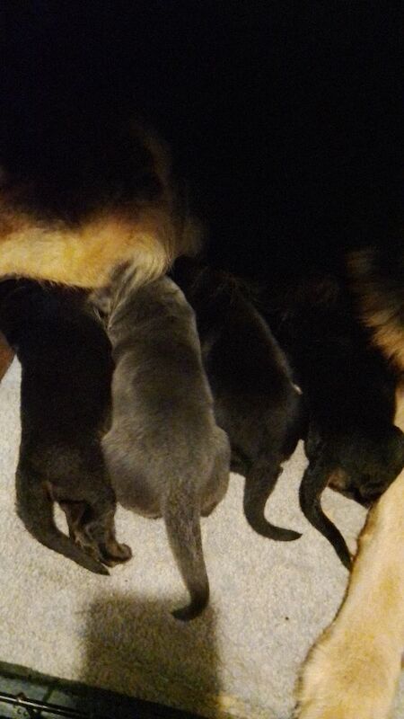 German Shepherd puppies for sale in Great Dunmow, Essex – 4 weeks old - Image 5 of 10