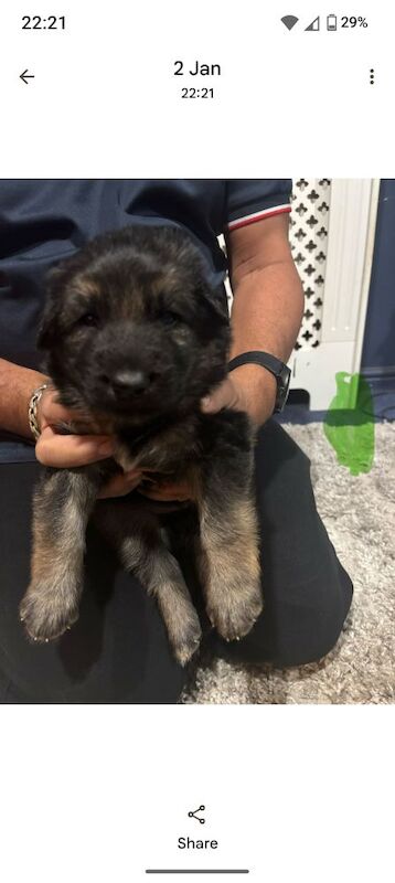 German Shepherd puppies for sale in Great Dunmow, Essex – 4 weeks old - Image 6 of 10