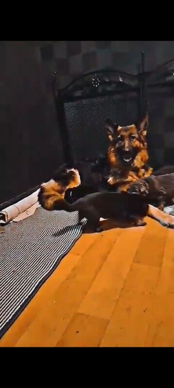 German Shepherd puppies for sale in Great Dunmow, Essex – 4 weeks old - Image 7 of 10