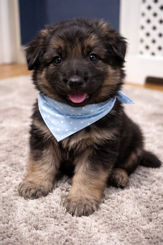 German Shepherd puppies for sale in Great Dunmow, Essex – 4 weeks old - Image 8 of 10