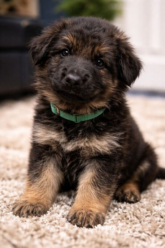 German Shepherd puppies for sale in Great Dunmow, Essex – 4 weeks old - Image 9 of 10