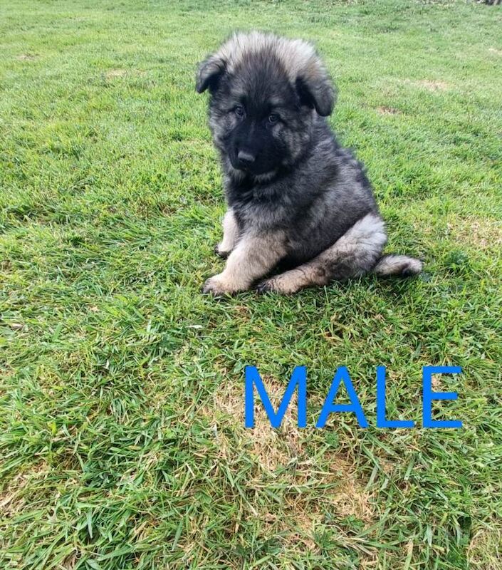 German Shepherd Puppies For Sale