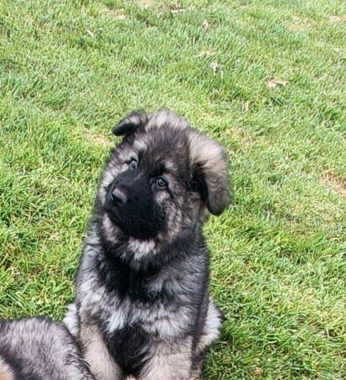 German shepherd longhaired puppies (Last Male) - Image 2 of 3