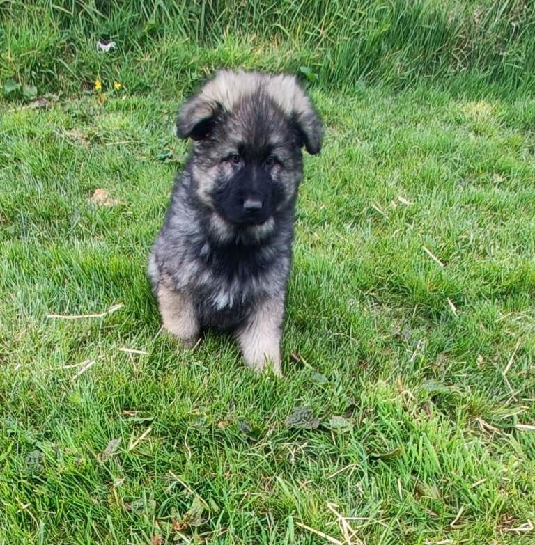 German shepherd longhaired puppies (Last Male) - Image 3 of 3