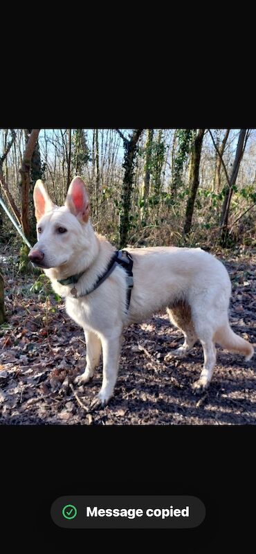 German Shepherd Puppies For Sale