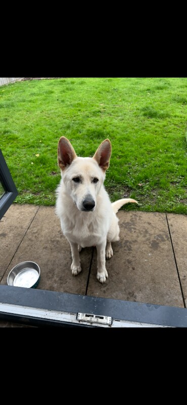 German Shepherd puppies for sale in Antrim, County Antrim – 2 years old