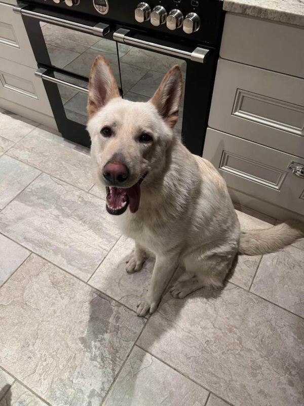 German Shepherd puppies for sale in Antrim, County Antrim – 2 years old - Image 2 of 2
