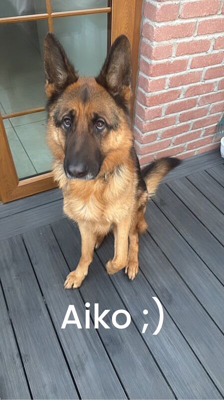 German Shepherd puppies for sale in Craigavon, County Armagh – 4 years old