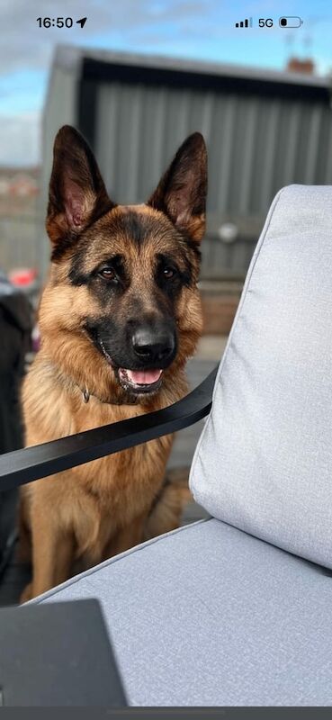 German Shepherd puppies for sale in Craigavon, County Armagh – 4 years old - Image 2 of 3