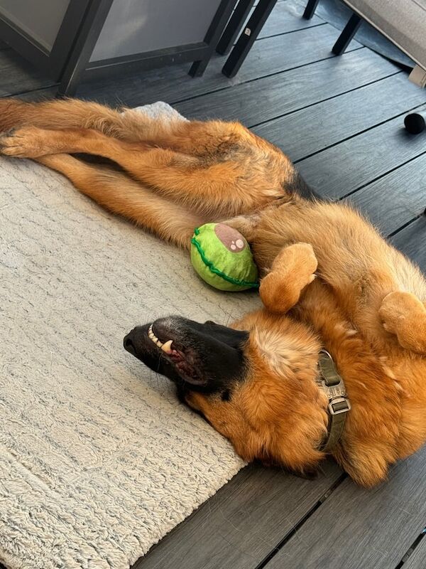 German Shepherd puppies for sale in Craigavon, County Armagh – 4 years old - Image 3 of 3