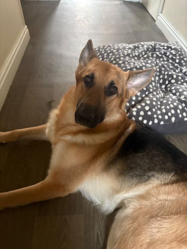 German Shepherd puppies for sale in Leighton Buzzard, Bedfordshire – 2 years old