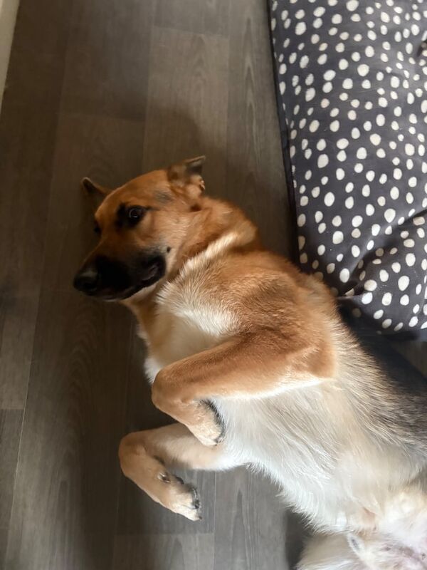 German Shepherd puppies for sale in Leighton Buzzard, Bedfordshire – 2 years old - Image 3 of 4