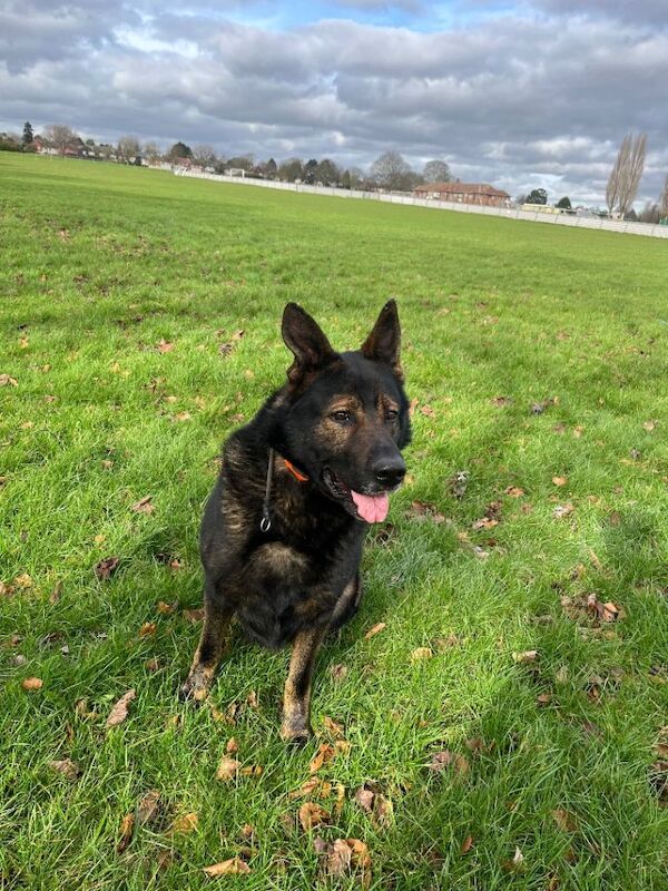 German Shepherd puppies for sale in Nottingham, Nottinghamshire – 5 years old