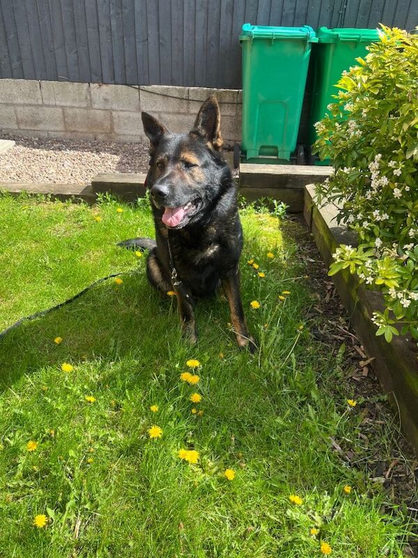 German shepherd male
