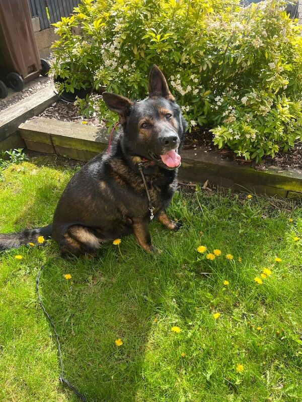 German shepherd male - Image 2 of 5