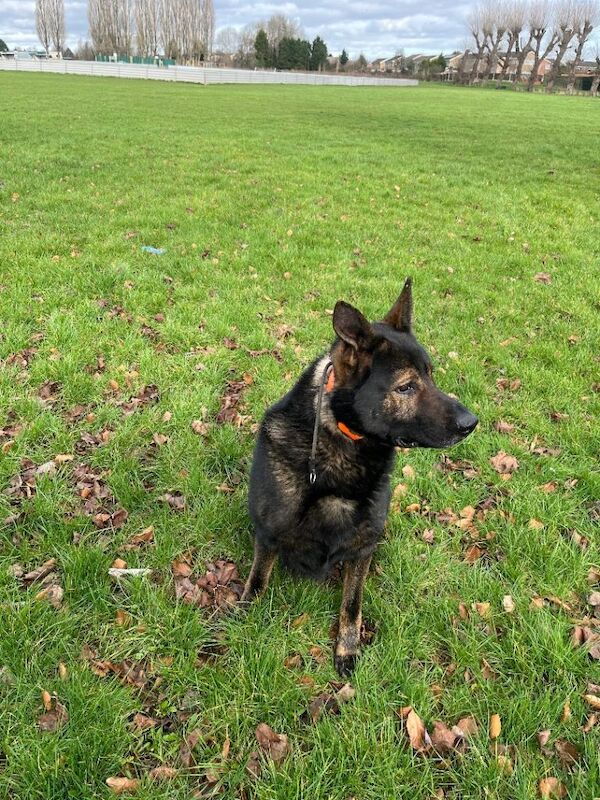 German shepherd male - Image 5 of 5
