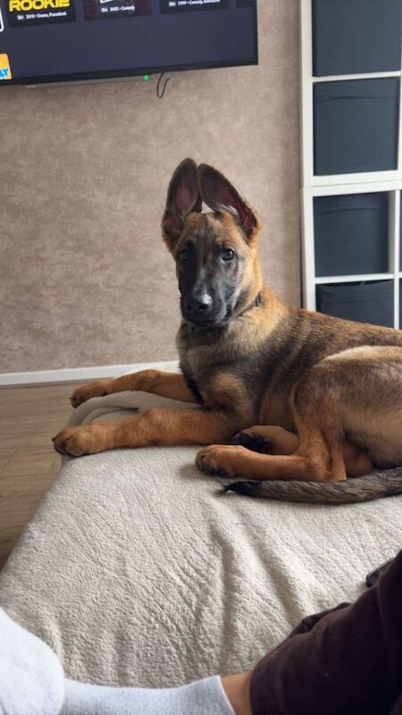 German Shepherd Puppies For Sale