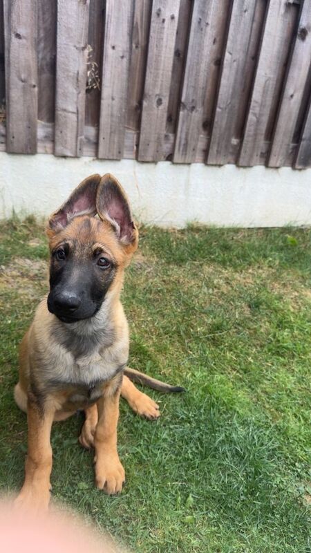 German shepherd male - Image 2 of 3
