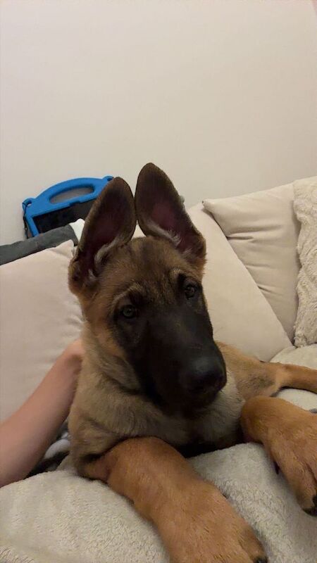 German shepherd male - Image 3 of 3